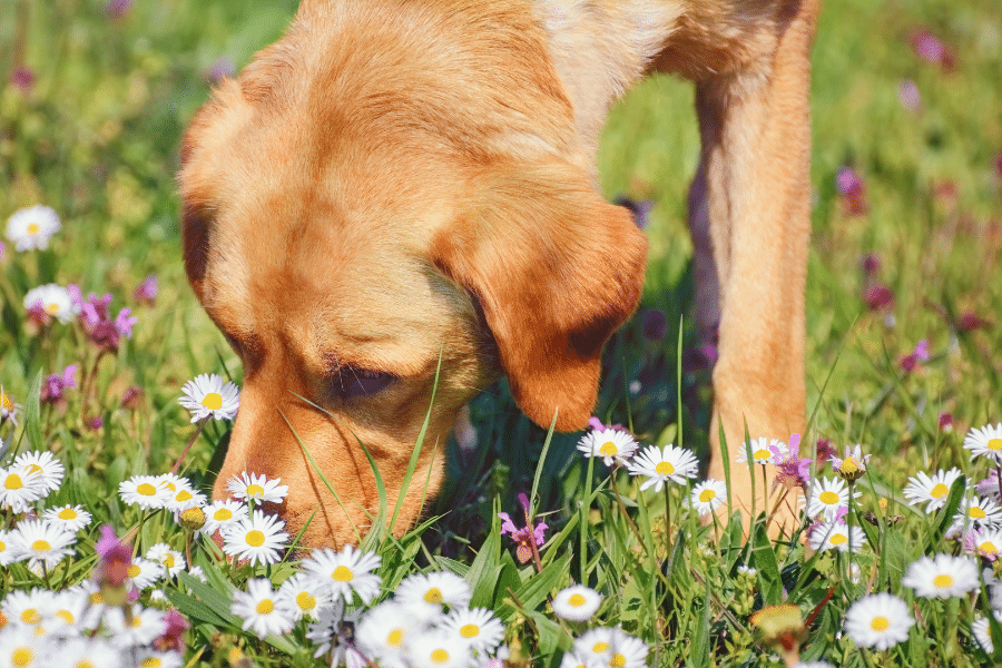 Hund schnüffelt in Blumenwiese.